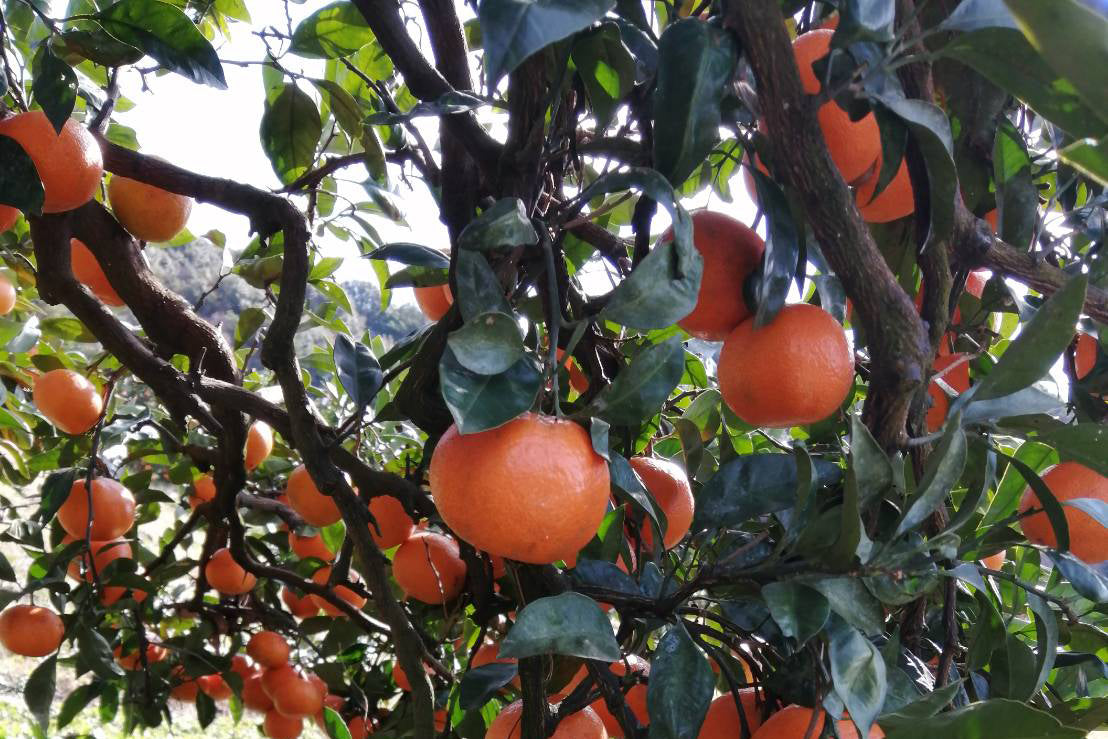 みかん『紅まろ（べにまろ）』10kg 【糖度11度以上】 – 上門農園