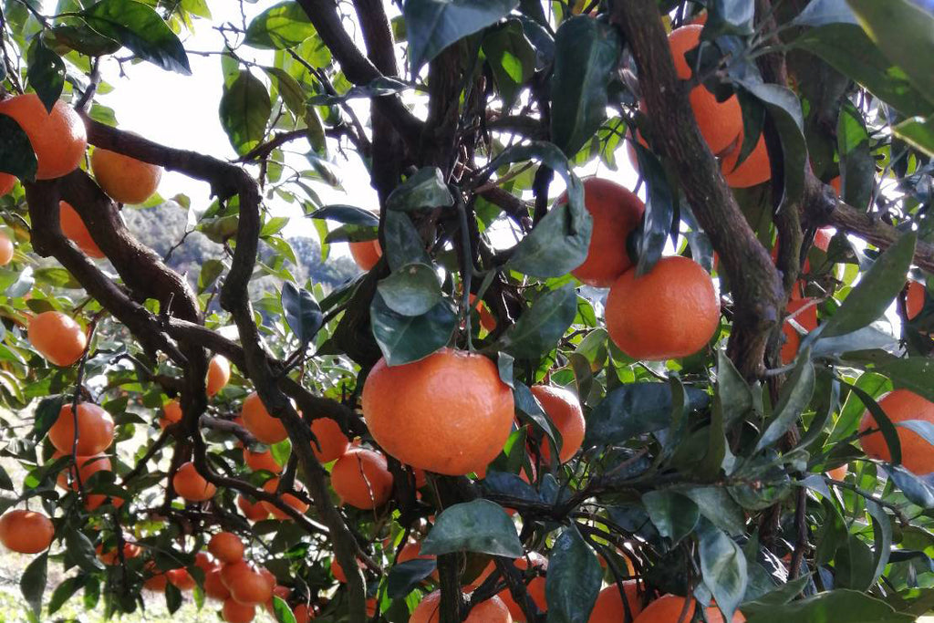 みかん『紅俺（べにおれ）』サイズ混合5kg 【糖度12度以上】 – 上門