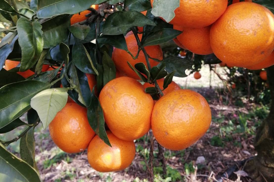 みかん『紅俺（べにおれ）』サイズ混合5kg 【糖度12度以上】 – 上門